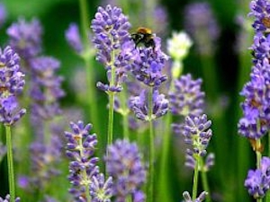 Lavendel 'Dwarf Blue'